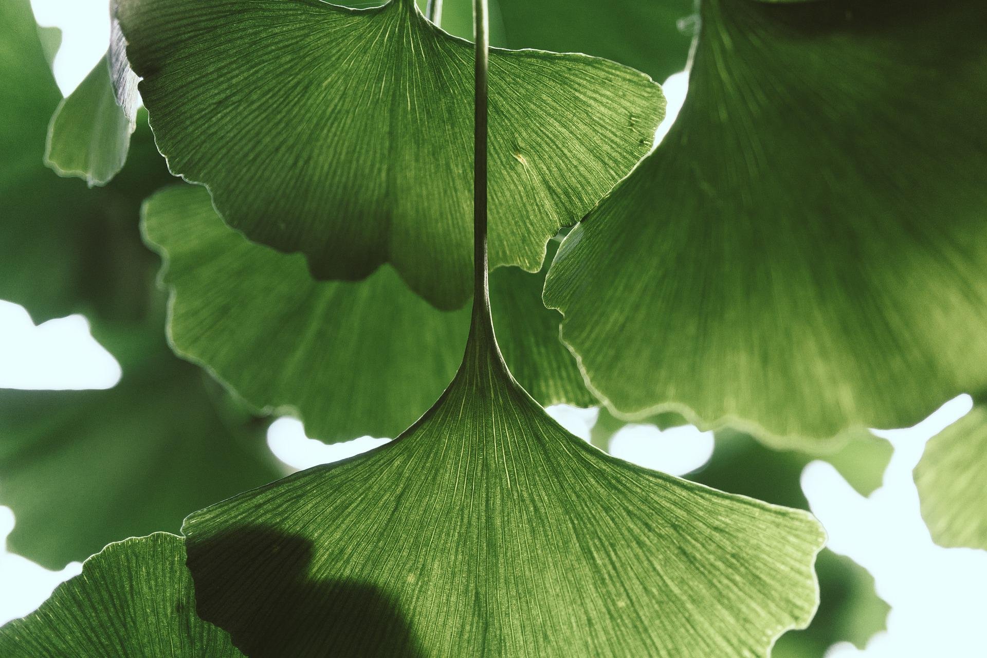 Gingko.jpg Nahaufnahme von grünen Blättern mit fächerförmiger Struktur, die sanft im Licht leuchten.