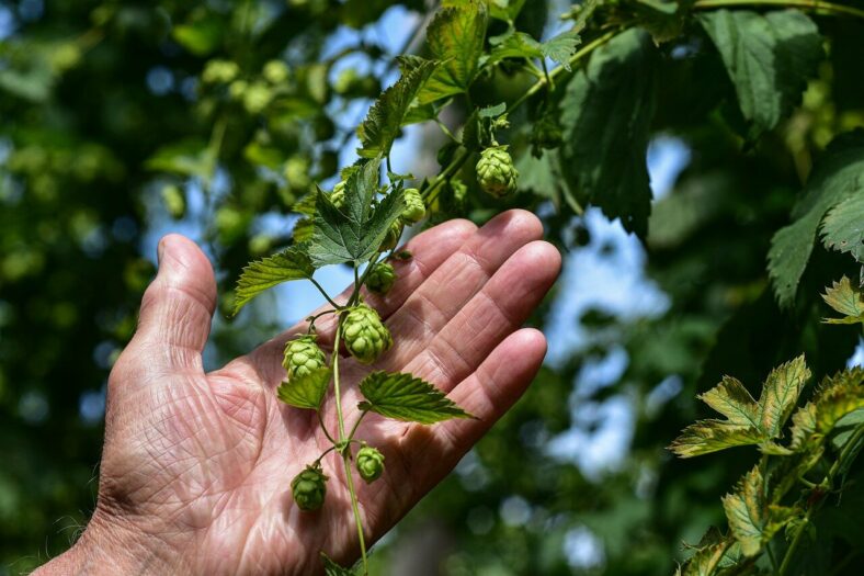 Eine Hand hält einen Zweig mit grünen Hopfen und Blättern im Hintergrund.