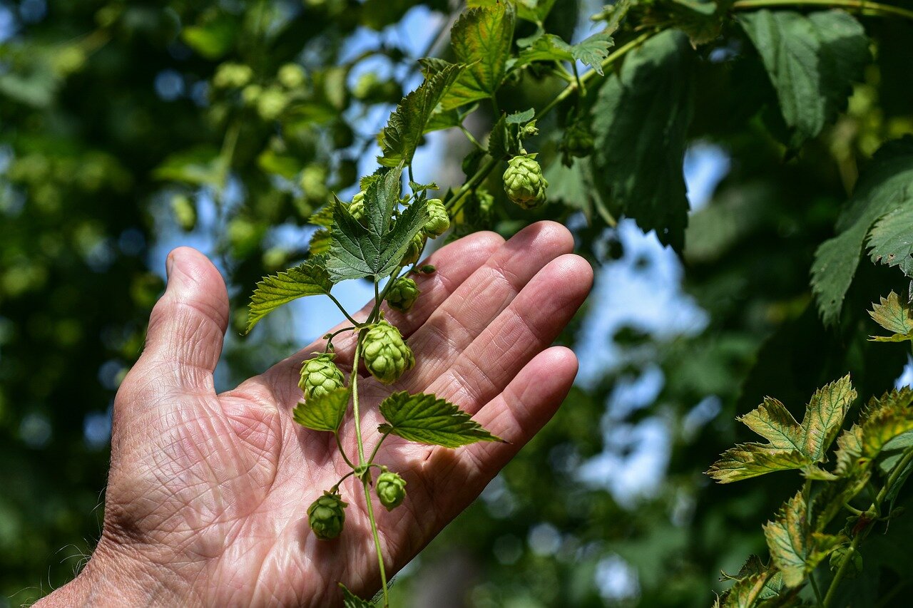 hopfen.jpg Eine Hand hält einen Zweig mit grünen Hopfen und Blättern im Hintergrund.