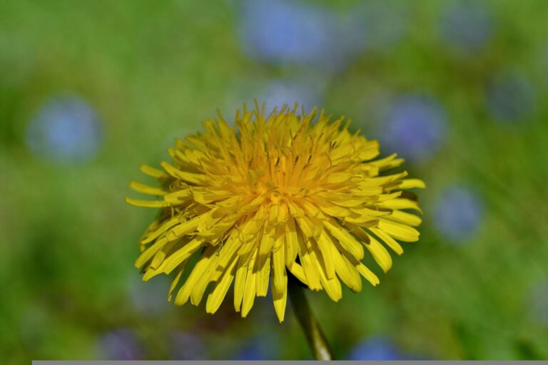 Nahaufnahme einer leuchtend gelben Löwenzahnblüte vor unscharfem, grün-bläulichem Hintergrund.