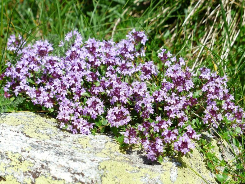 quendel.jpg Lila blühende Pflanzen wachsen auf einem Felsen, umgeben von grünem Gras.