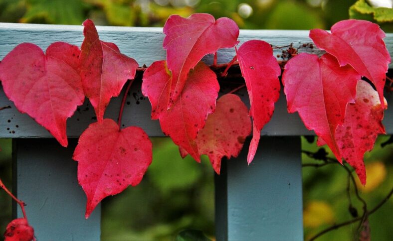 reddish-autumn-leaves-1770308_1280.jpg Bunte rote Blätter einer Kletterpflanze, die über ein graues Geländer gedeihen.