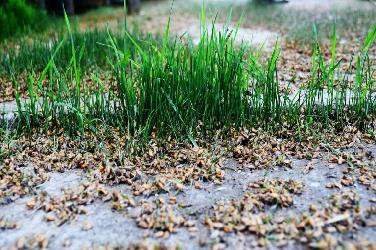 Grünes Gras wächst zwischen trockenem, verwelkt aussehenden Pflanzenmaterial auf einem Gehweg.
