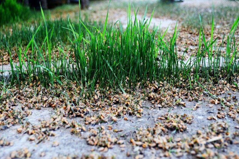 Grünes Gras wächst zwischen trockenem, verwelkt aussehenden Pflanzenmaterial auf einem Gehweg.