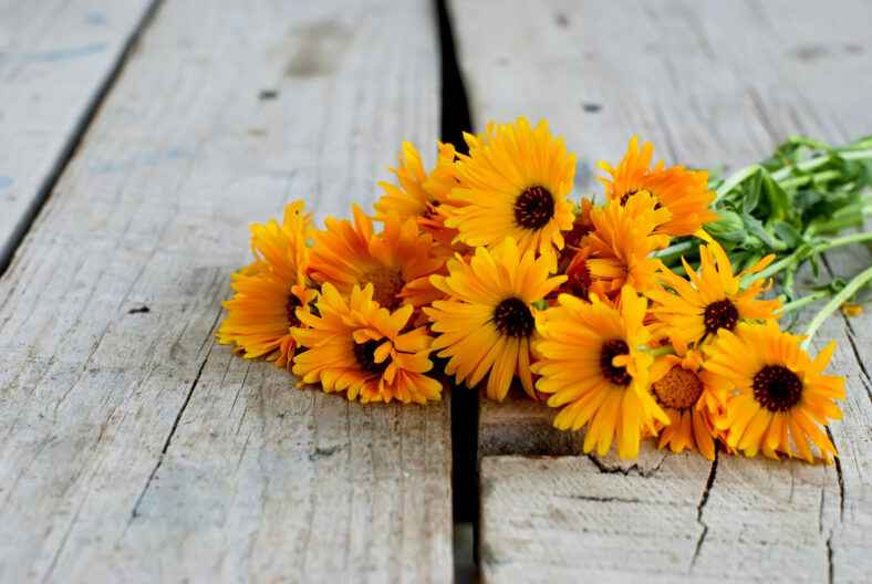 Ringelblume.jpg Ein Bund leuchtend orangefarbener Blumen liegt auf einem rustikalen Holztisch.