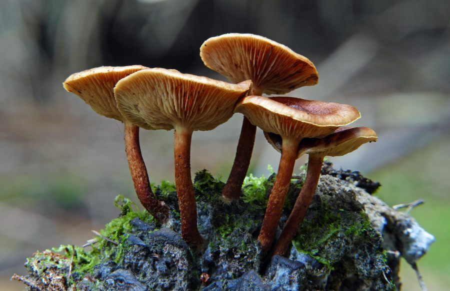 Pilze.png Vier braune Pilze mit gewölbten Hüten wachsen auf einem moosbedeckten Holzstück.